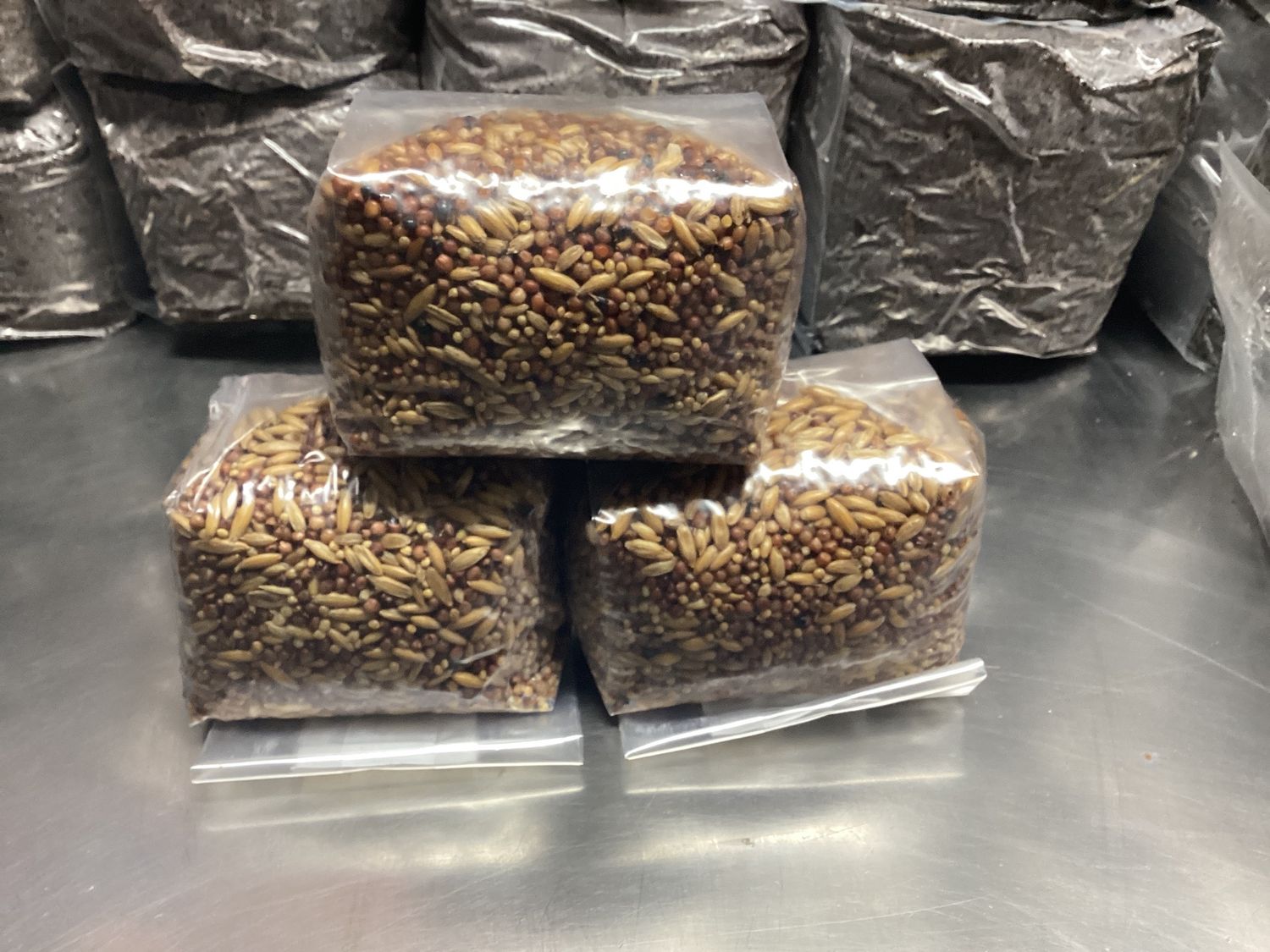 Sterilized Grain - WITHOUT injection port  - sterilized, hydrated and ready to inoculate, Size: 3-1lbs bag of sterilized grains