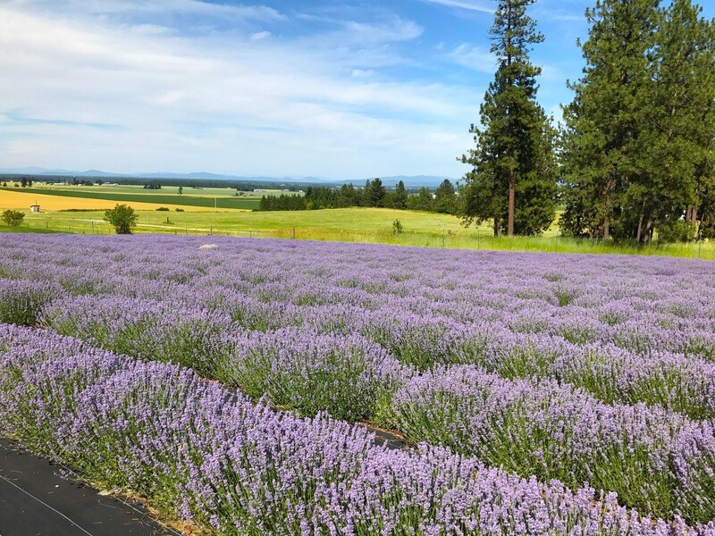 Lavender - Melissa Lilac Essential Oil - 180720 Lavandula angustifolia var. Melissa Lilac