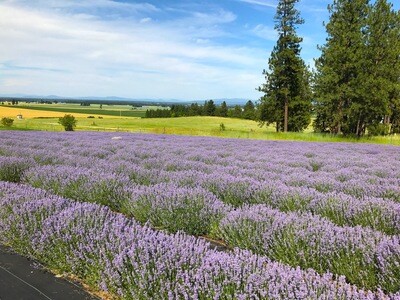 Lavender - Melissa Lilac Essential Oil - 180720 Lavandula angustifolia var. Melissa Lilac