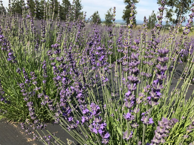 Lavender - Maillette Organic Essential Oil - #180737 Lavandula angustifolia var. Maillette