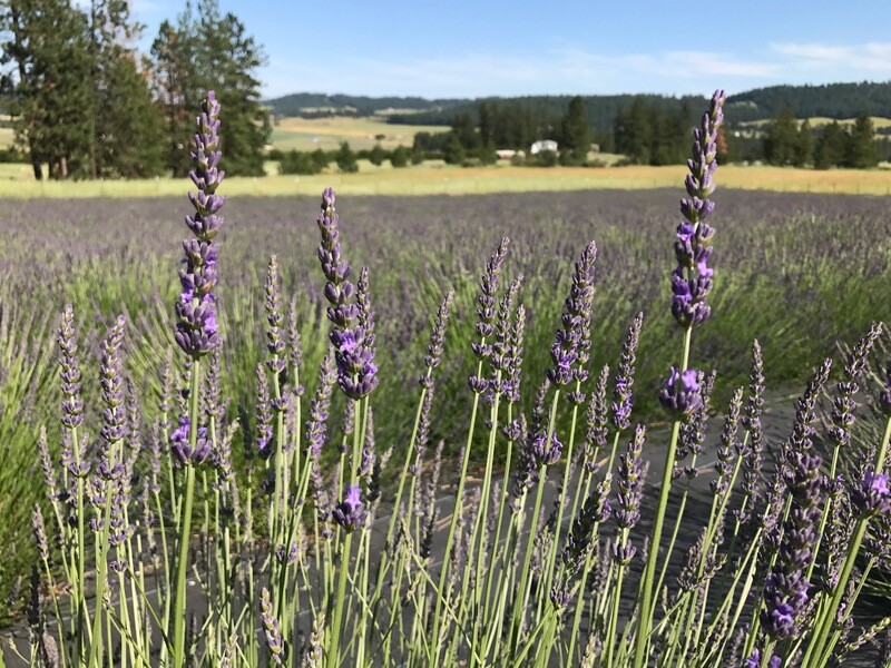 Lavandin - Grosso Organic Essential Oil - #1908179 Lavandula x intermedia var. Grosso