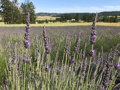 Lavandin - Grosso Organic Essential Oil - #1908179 Lavandula x intermedia var. Grosso