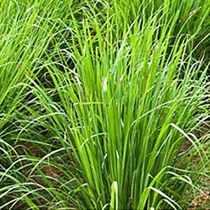 Palmarosa Organic Essential Oil - #1711011 Cymbopogon martini var. motto
