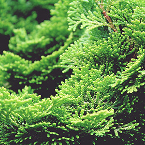 Cypress Organic Essential Oil  - Cupressus sempervirens #0818070