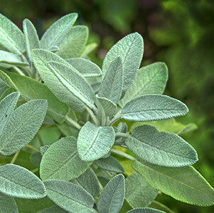 Sage Organic Essential Oil - Salvia officinalis #1016167