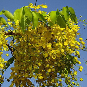 Cassia Essential Oil, Organic #180302