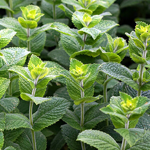 Peppermint, Japanese Essential Oil #1711008