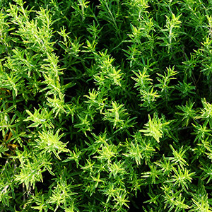 Thyme - Linalol Organic Essential Oil - #190937  Thymus vulgaris