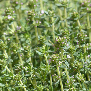 Thyme - Thymol Organic Essential Oil, 18T5005