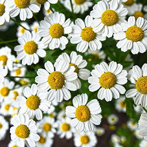 Chamomile, German Certified Organic  Essential Oil - #18EOC002 Matricaria recutita
