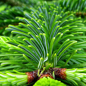 Fir, Siberian Essential Oil #11056B25