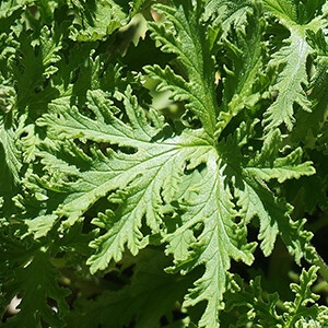 Citronella Essential Oil, Organic #1711004