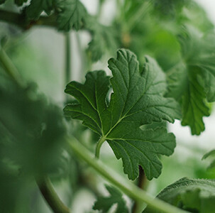 Geranium Essential Oil - Organic - #50011A201