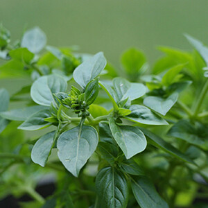 Oregano Organic Essential Oil - Origanum vulgare #1711009
