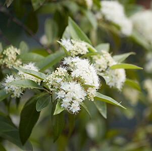 Lemon Myrtle Organic Essential Oil - #11083A131 Backhousia citriodora