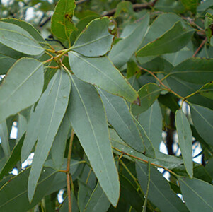 Eucalyptus Lemon Organic Essential Oil #1711007