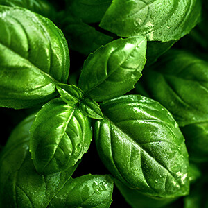 Basil, Sweet Organic Essential Oil #171101