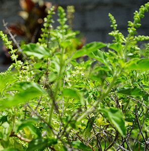 Tulsi - (Holy Basil) Essential Oil #0616053