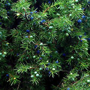 Juniper Organic Essential Oil - #50013 Juniperus communis