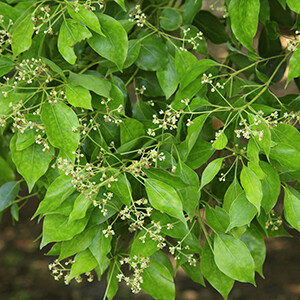 Ravintsara Essential Oil - #160216