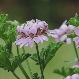 Rose Geranium Organic Essential Oil - #190408 Pelargonium graveolens