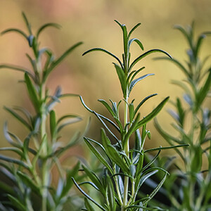 Rosemary - Verbenone Essential Oil - Rosmarinus officinalis ct. verbenone #1711010
