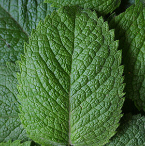 Peppermint, Supreme Essential Oil #1904F09