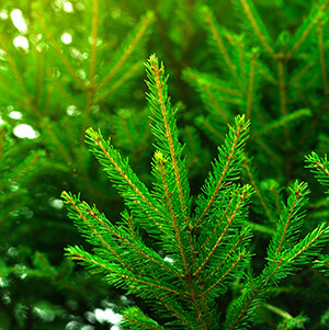 Douglas Fir  Organic Essential Oil - #190414 Pseudotsuga menziesii