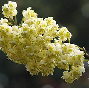 Litsea Cubeba Organic Essential Oil #1804003