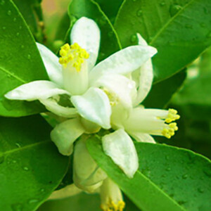 Neroli Essential Oil, 18N5002