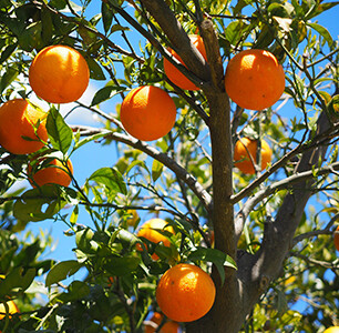 Orange Organic Essential Oil - #50018H20 Citrus sinesis