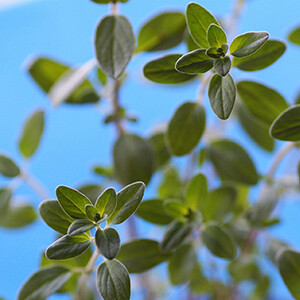 Sweet Marjoram Organic Essential Oil - Origanum majorana #1016147