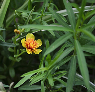 Tarragon Essential Oil - #180811 Artemisia dracunculus