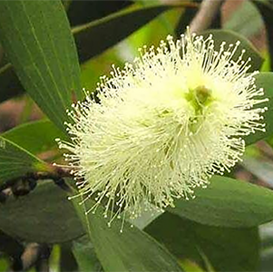 Cajeput Organic Essential Oil #180301