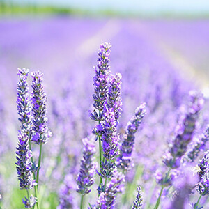Lavender - Organic Essential Oil - #1707100  Lavandula angustifolia spp.