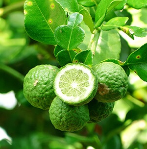 Bergamot Organic Essential Oil - #171102 Citrus bergamia