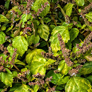 Patchouli - Organic Essential Oil #1711011 Pogostemon cabin