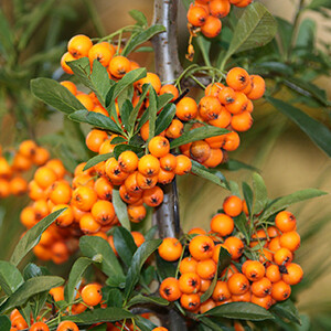 Sea Buckthorn Essential Oil - Hippophaw rhamnoides #0418506
