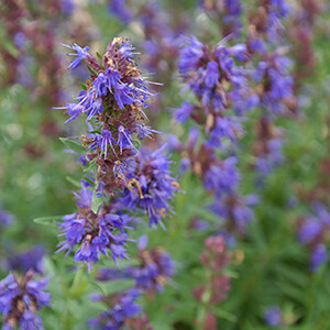 Hyssop Essential Oil Organic #1804002