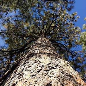 Ponderosa Pine Organic Essential Oil - Pinus ponderosa #1902P01