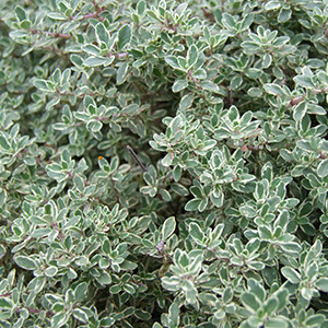 Thyme - Borneol Organic Essential Oil #18T5006