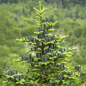 Balsam Fir Essential Oil - #50058A09 Abies balsamea