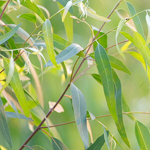 Eucalyptus Globulus Organic Essential Oil - #1904E23 Eucalyptus globules