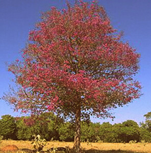 Rosewood Essential Oil Organic - Aniba rosaeodora ducke #1181460M