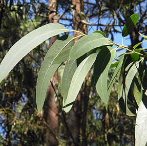 Eucalyptus Radiata Organic Essential Oil - #50005B06 Eucalyptus radiata