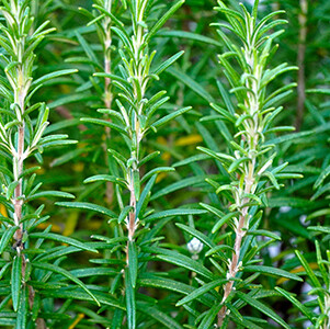 Rosemary Essential Oil - #1904A23 Rosmarinus officinalis ct. 1,8 cineol