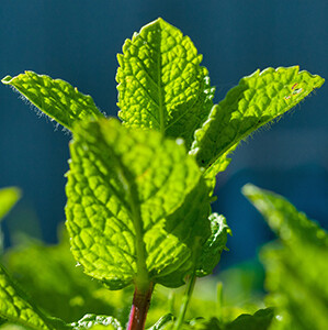 Spearmint Essential Oil - #1711012 Mentha spicata