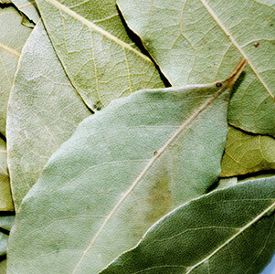 Cinnamon Leaf Organic Essential Oil - Cinnamomum zeylanicum Lot #0616233