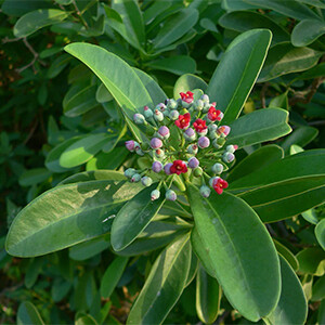 SARO Essential Oil, 16S5003