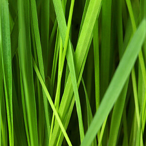 Vetiver Organic Essential Oil - 26351-070 Vetiver zizanoides